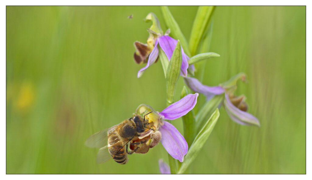 Abeille méllifère & Orchidée-abeille