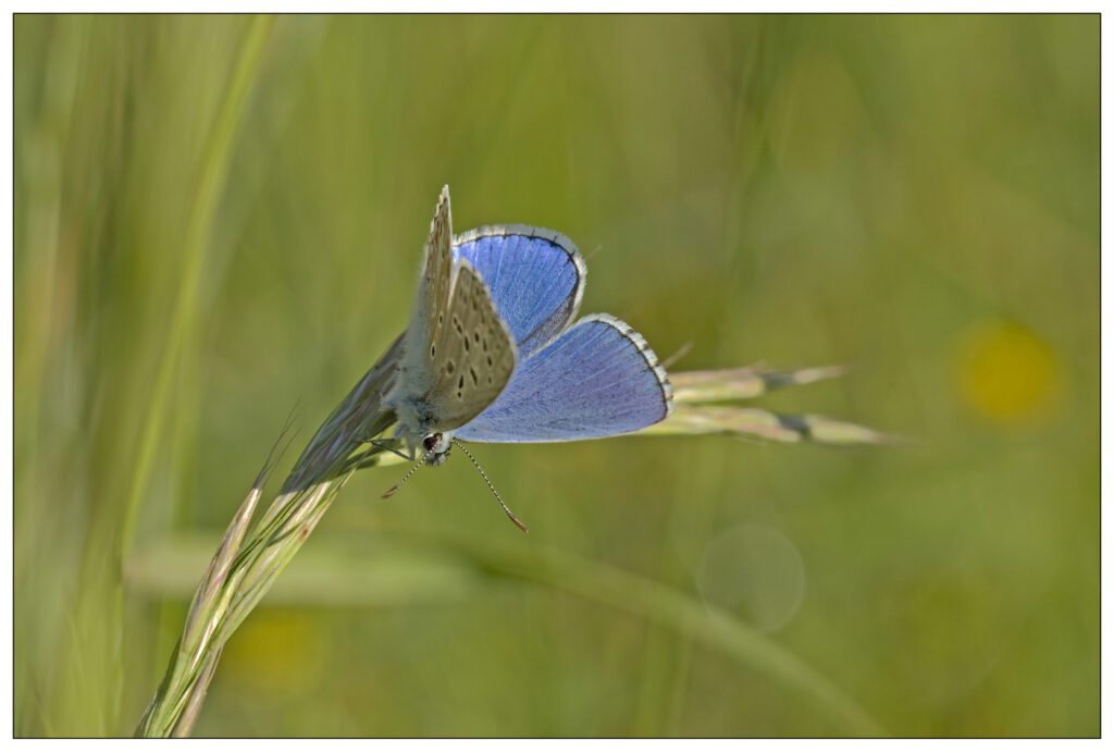 Polyommatus bellargus