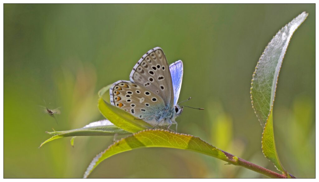 Polyommatus bellargus