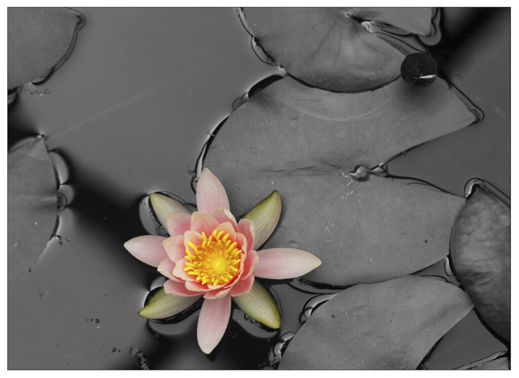 BLACK-WATER-LILY