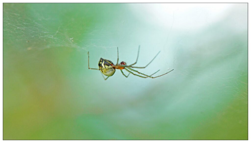 Black-tailed hammock spider