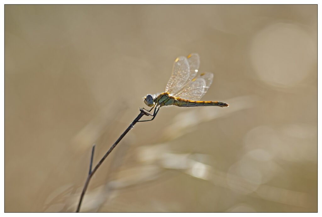 Sympetrum à nervures-rouges