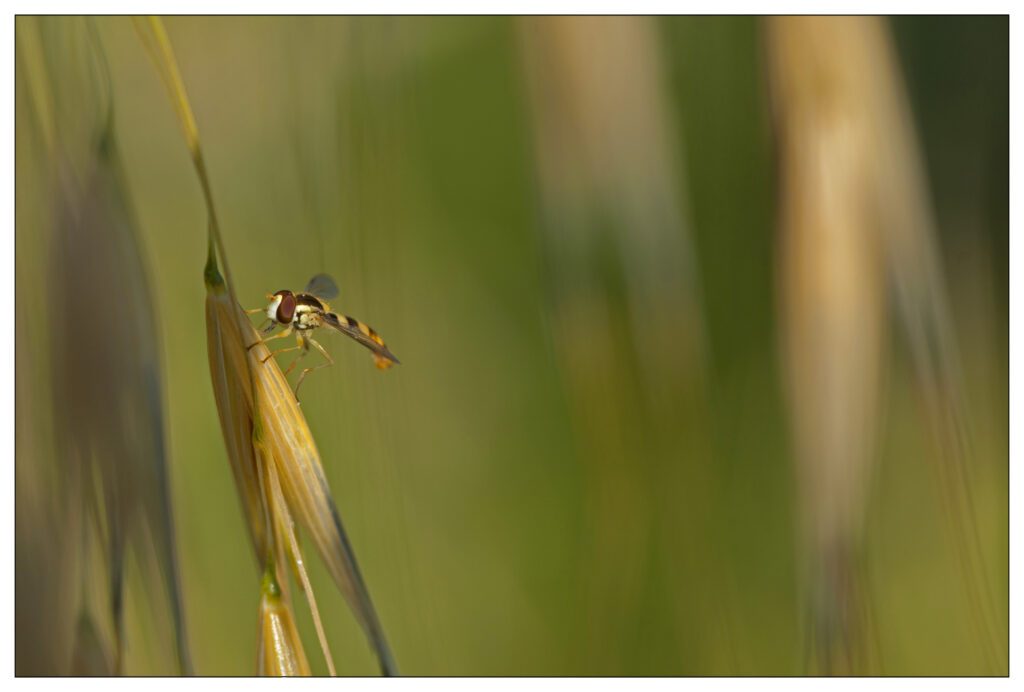 Syrphe porte-plume